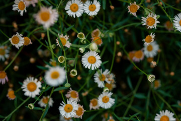 Close-up of delicate white seaside daisies with yellow centers in a lush green garden