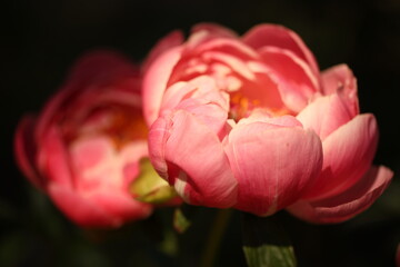 Peony Coral Sunset closeup