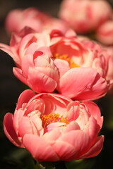 Peony Coral Sunset closeup