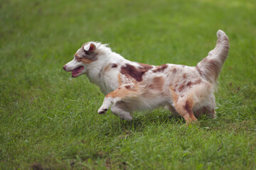 Australian Shepherd dog playing on green grass