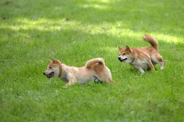 Two Shiba Inu dogs playing