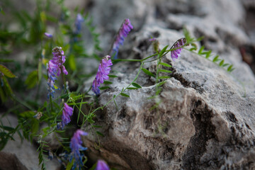Delicate purple flowers thrive amidst rocky terrain, showcasing natures resilience under bright sunlight.