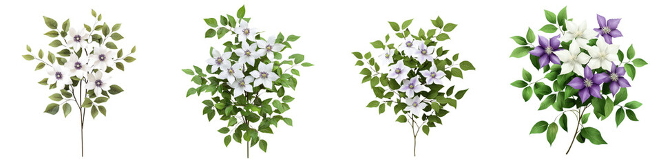 image of a marsh clematis bush with beautiful blooming purple and white flowers amid lush green foliage and branches  The clematis plant is showcased in a natural