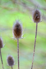 Obraz premium Close-up of wild teasel Dipsacus fullonum L. plant at nature reserve near the airport Zurich Kloten on a foggy autumn day. Photo taken November 30th, 2024, Zurich Kloten, Switzerland.