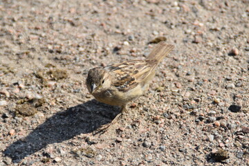 A sparrow is standing on the ground in nature in sunny day.