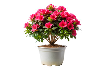 pink flowers in a pot isolated on transparent background