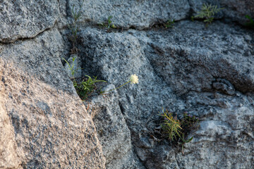 A delicate wildflower emerges from rugged stone, showcasing natures tenacity in a serene, sunlit setting.