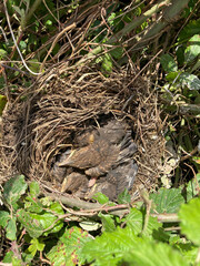 nido de pájaros mirlo tordo crias polluelos recien nacidos  hasta que abandonan el nido IMG_5893-9-as24