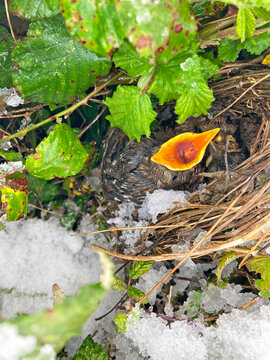 nido de p&aacute;jaros mirlo tordo crias polluelos recien nacidos  hasta que abandonan el nido IMG_5849-8-as22