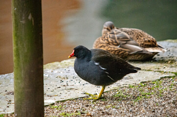 Teichhuhn und Ente am Ufer
