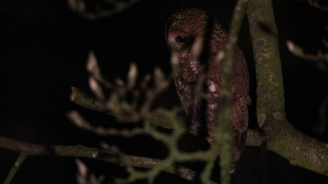 A hunting Tawny Owl, Strix aluco, perched in a tree at night.