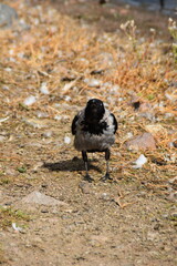 A crow is standing on the ground in sunny day. 