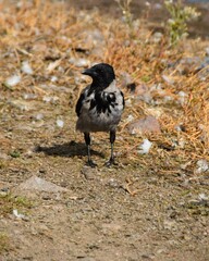 A crow is standing on the ground in sunny day. 