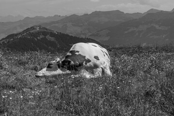 Österreich im Sommer