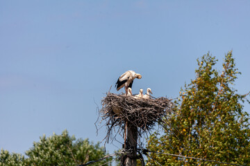A stork cares for its chicks in a large nest perched on a telephone pole against a backdrop of vibrant trees.