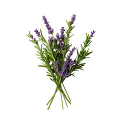 Obraz premium Fresh lavender bouquet with vibrant purple flowers and green leaves, perfect for aromatherapy and decoration. isolated on transparent background
