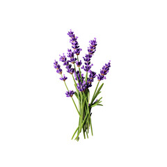 Fototapeta premium Lavender flowers in bouquet with vibrant purple petals and green stems, perfect for adding touch of nature to any design. isolated on transparent background