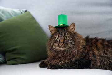 Cute cat in leprechaun hat for St. Patrick's Day celebration on sofa at home