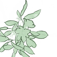 botanical plant vector