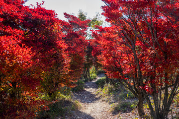 日本の兵庫県赤穂市の雄鷹台山の美しい風景