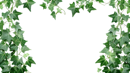 English Ivy Background, green wall on white background.AI GENERATED
