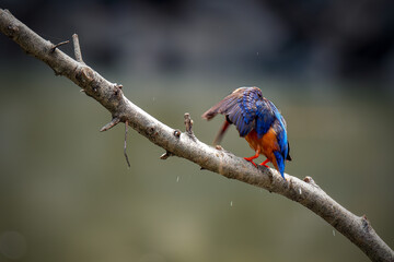 Lovely bird, Blue-eared Kingfisher (Alcedo meninting) Bird standing on the branch