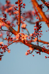 Blume Frühling Nahaufnahme