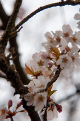 Blume Frühling Nahaufnahme