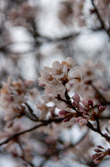 Blume Frühling Nahaufnahme