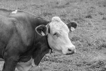 Mittersill in Österreich