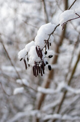 Schnee bedeckt kahlen Ast