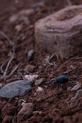 A black insect explores the dry landscape south of Marrakech, showcasing nature’s strength.