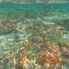 Underwater scene of vibrant coral reef and rocks.