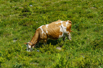 wandern in den Hohen tauern