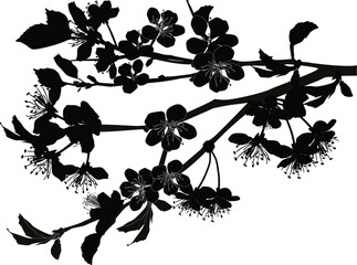 tree branch with large blooms black silhouette on white