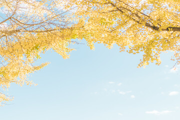 秋の青空と満開のイチョウの木