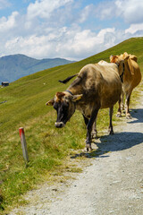 Obraz premium wandern in den Hohen tauern