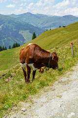 wandern in den Hohen tauern
