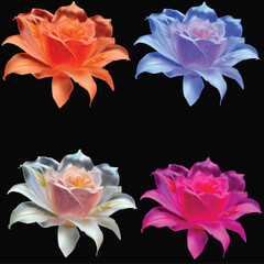 four color roses isolated on black