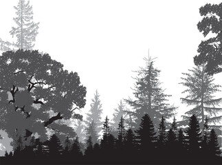 black and grey coniferous forest isolated on white © Alexander Potapov