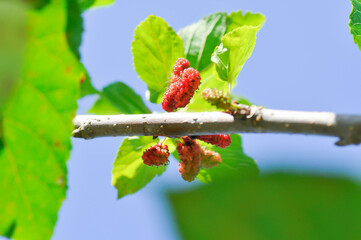 mulberry , mulberry plant or Morus alba L or MORACEAE