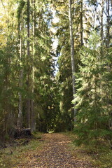 This walkway goes in the middle of a forest. It is autumn day in the picture.