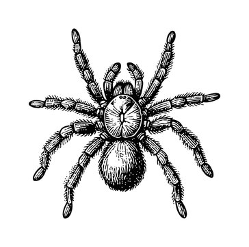 black spider drawing on white background clip art preview