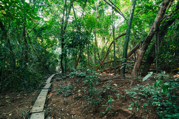 Lush Green Jungle Pathway with Sunlight Filtering Through Foliage