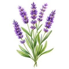 Fototapeta premium Watercolor cut out lavender Flowers Blossom stems isolated on white background