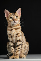 Portrait of a young Bengal cat with a black background