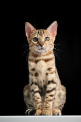 Portrait of a young Bengal cat with a black background