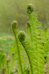 Fern leaves in a forest in spring in Poland