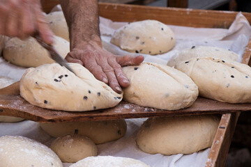 The hands of an artisan baker handling the bread dough just before baking it