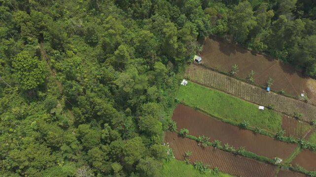 Aerial drone view of the vegetation border between plantations and tropical pine forests on the Lembang fault ridge with rows of mountains and hills as a background in Dago Pakar, Bandung, Indonesia